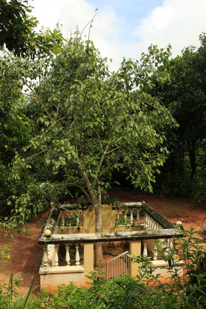 Sri Lanka - A Bodhi Tree in Rockhill Hermitage Centre