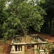 Sri Lanka - A Bodhi Tree in Rockhill Hermitage Centre