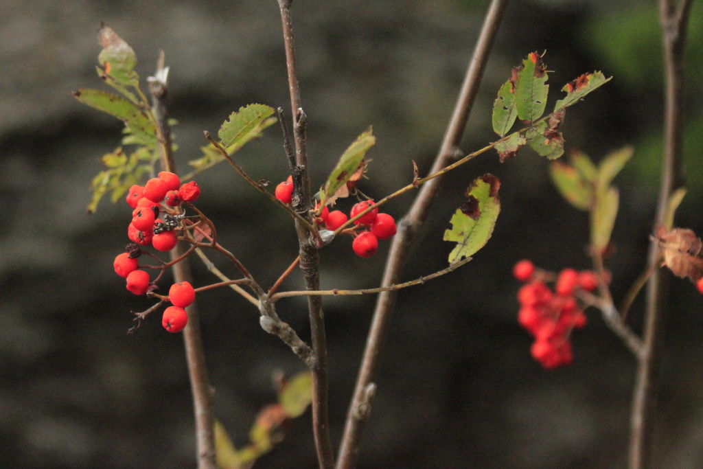 Czechia - a rowan in Kozelka