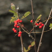 Czechia - a rowan in Kozelka