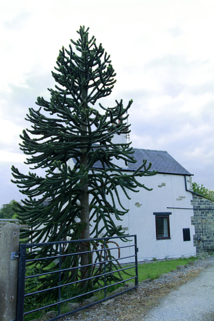 England - Almscliffe Crag 036