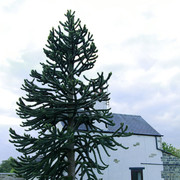 England - Almscliffe Crag 036