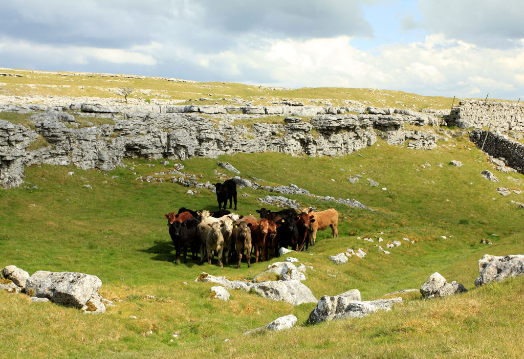 England - Yorkshire dales 013