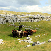 England - Yorkshire dales 013