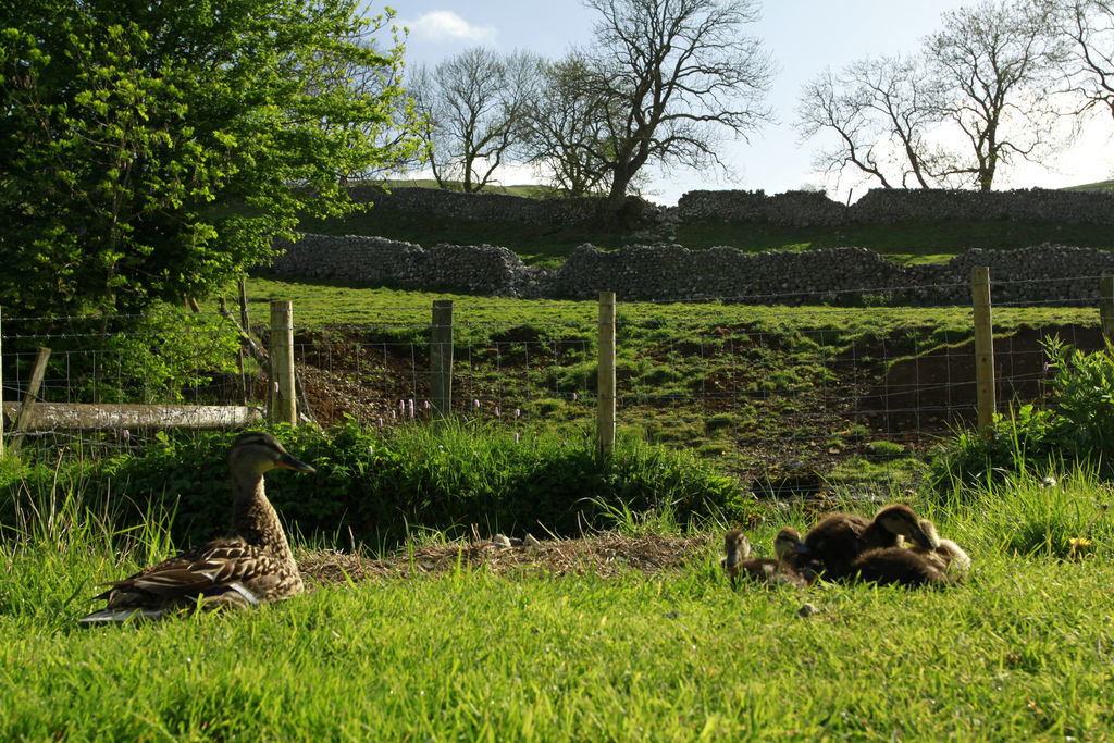 England - Yorkshire dales 032