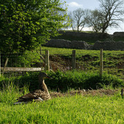 England - Yorkshire dales 032