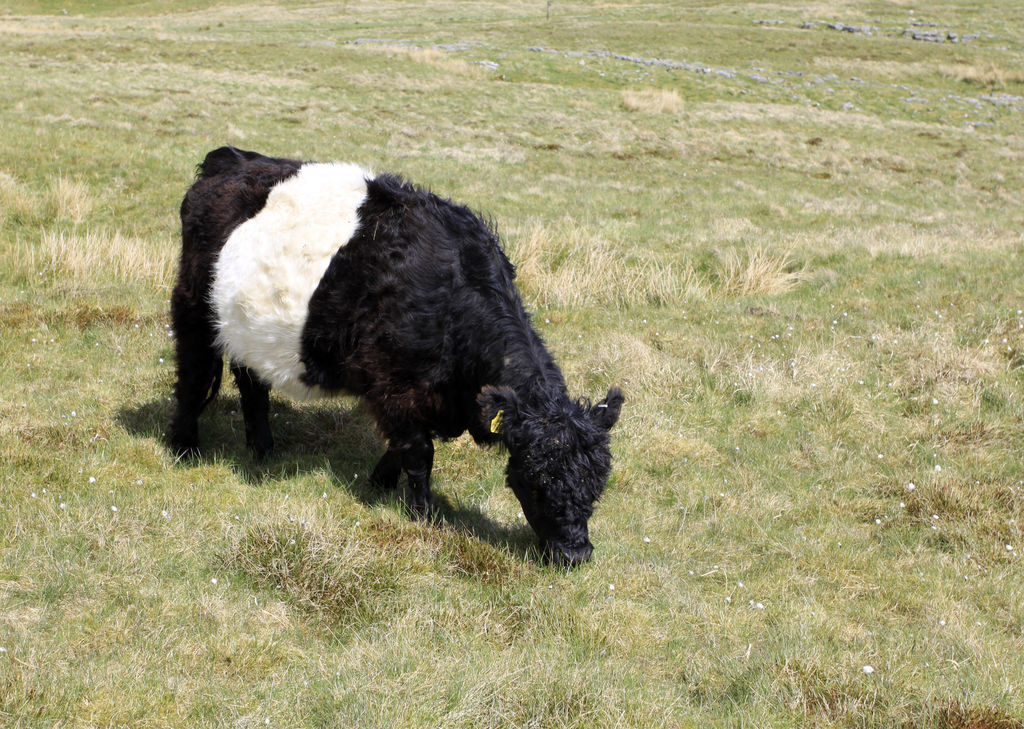 England - Yorkshire dales 035