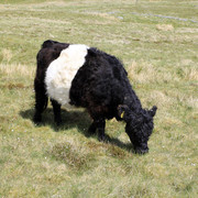 England - Yorkshire dales 035