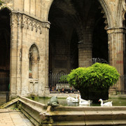 Spain - Barcelona - inside the Cathedral cloister