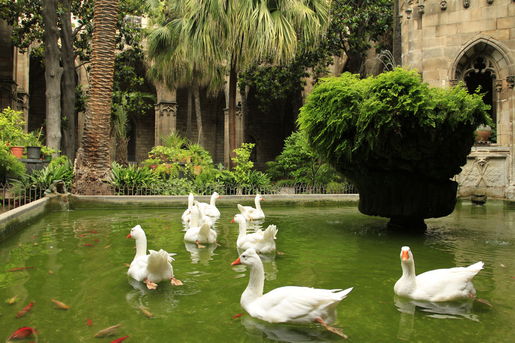 Spain - Barcelona - geese inside the Cathedral cloister