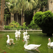 Spain - Barcelona - geese inside the Cathedral cloister