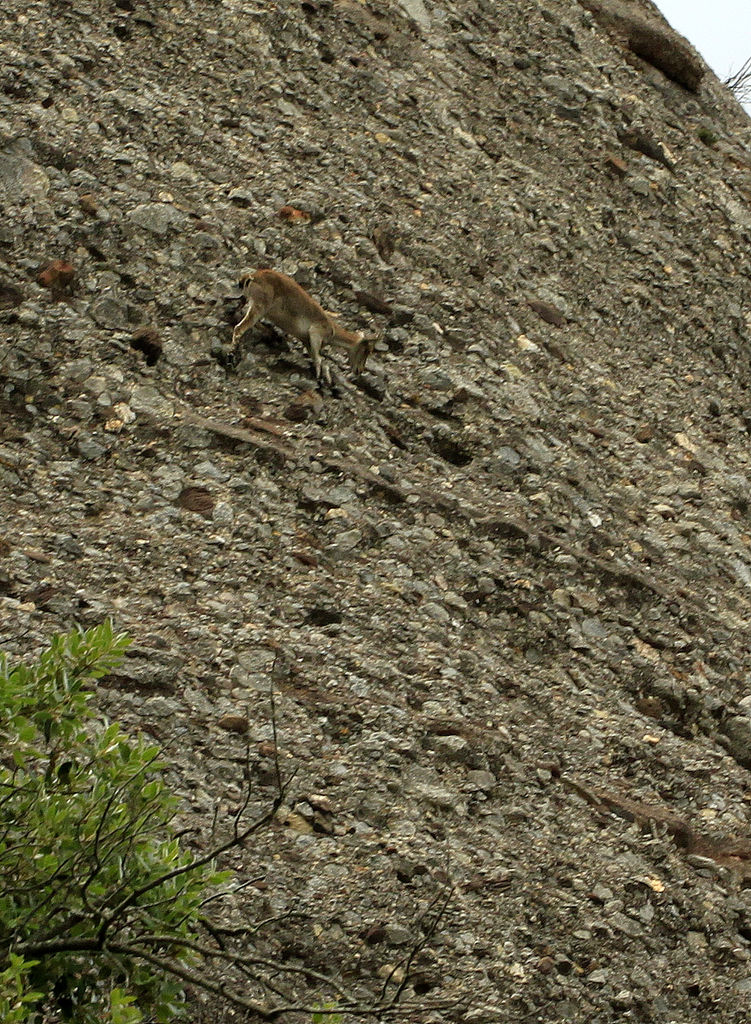 Spain - a goat in Montserrat