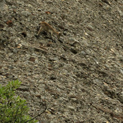 Spain - a goat in Montserrat