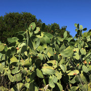 Mallorca - Colonia de Sant Pere 52