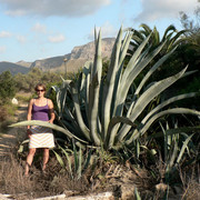 Mallorca - Wierka in Colonia de Sant Pere