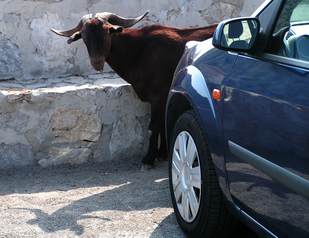 Mallorca - a goat at Cap de Formentor 01
