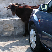 Mallorca - a goat at Cap de Formentor 01