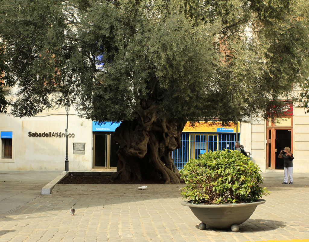 Mallorca - Palma - 800 years old olive tree