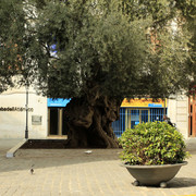 Mallorca - Palma - 800 years old olive tree