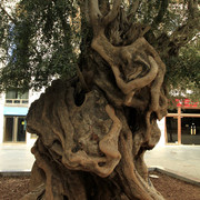 Mallorca - Palma - 800 years old olive tree at Plaza de Cort