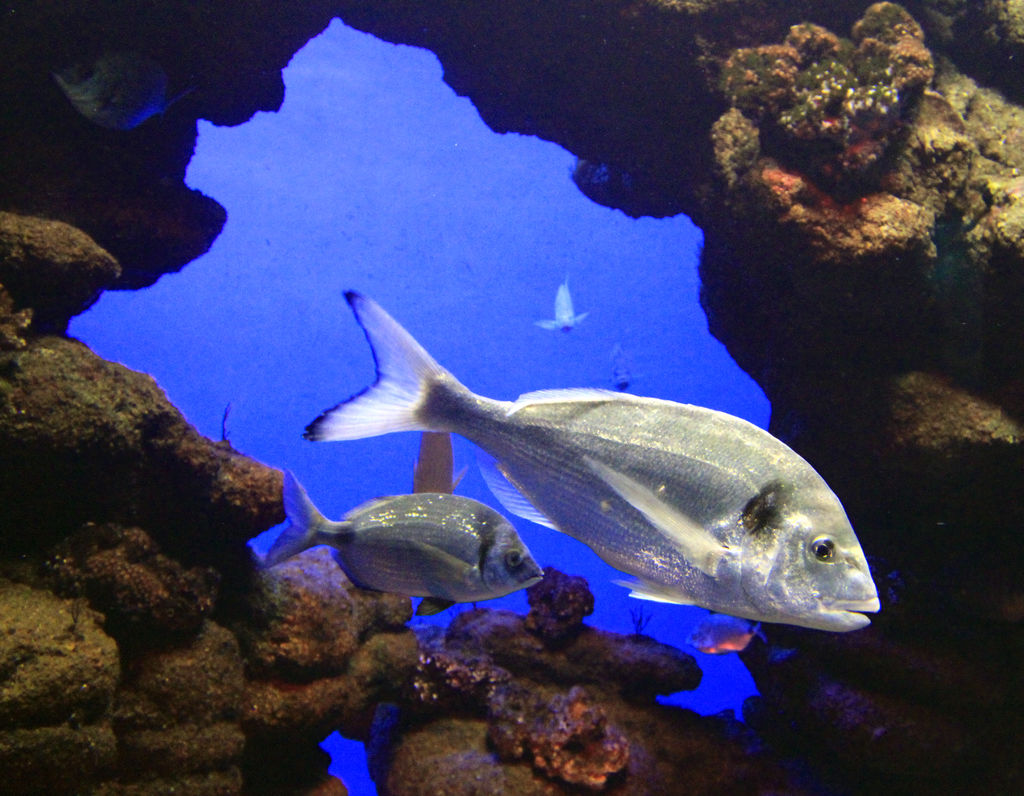 Mallorca - Palma Aquarium 02