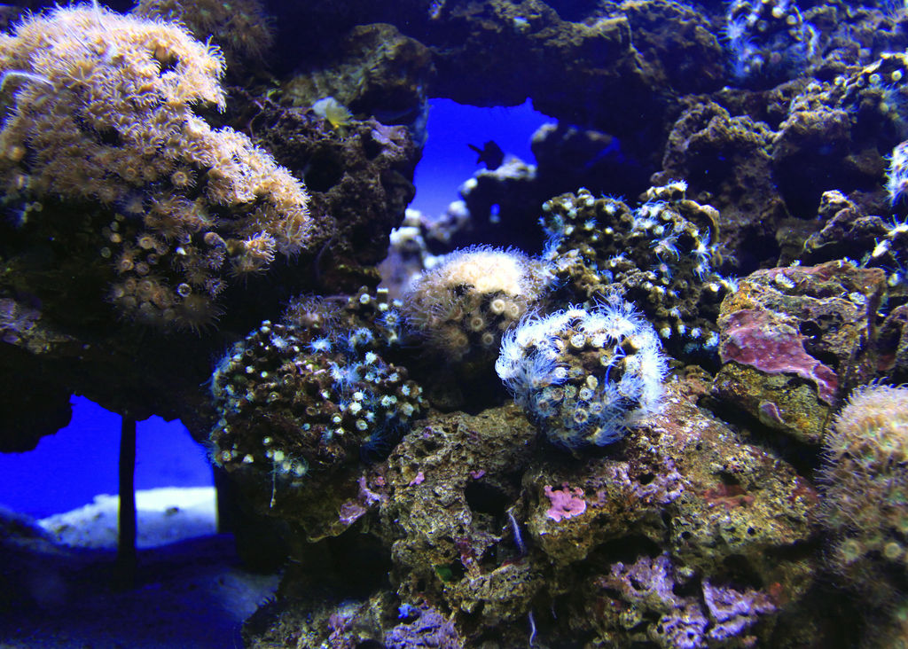 Mallorca - corals in Palma Aquarium 01