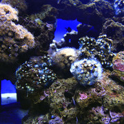 Mallorca - corals in Palma Aquarium 01