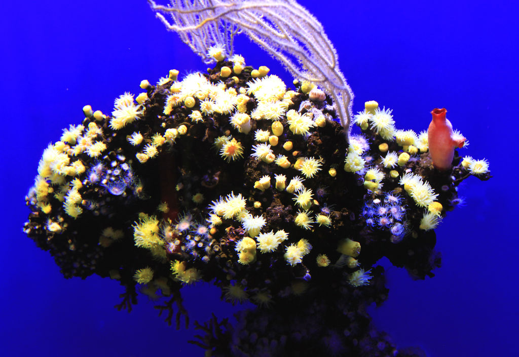 Mallorca - corals in Palma Aquarium 02