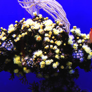 Mallorca - corals in Palma Aquarium 02