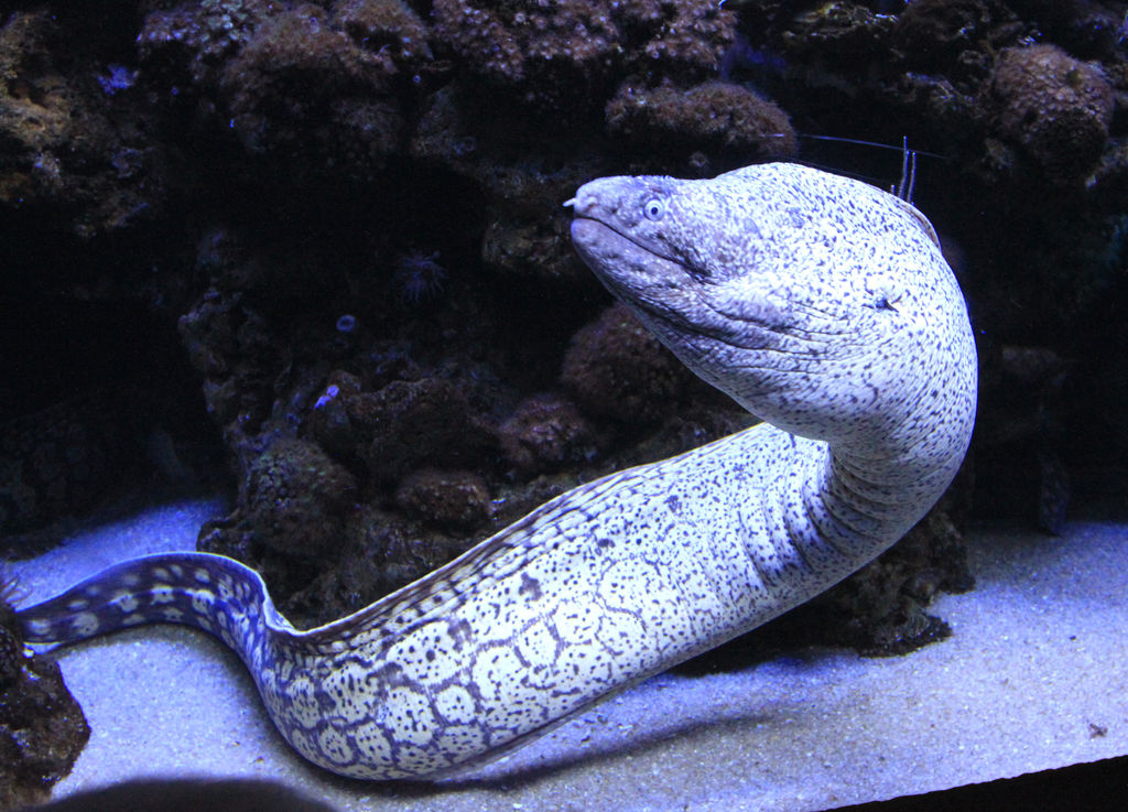 Mallorca - a moray eel in Palma Aquarium