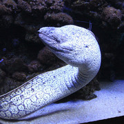 Mallorca - a moray eel in Palma Aquarium