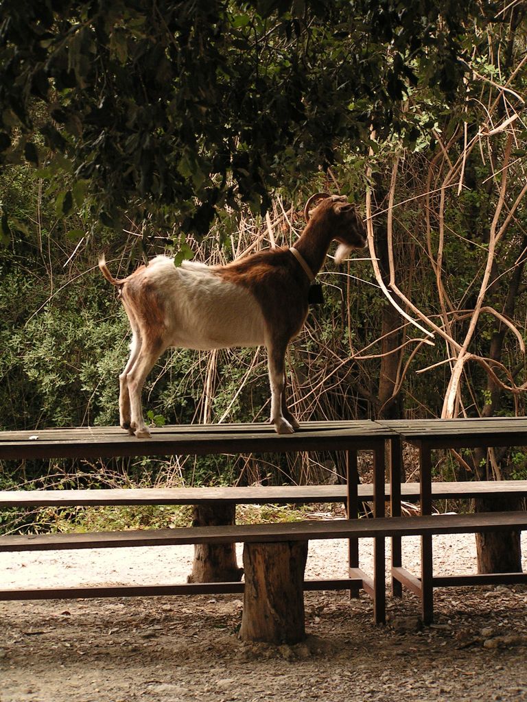 Mallorca - on the way to Sa Calobra 08