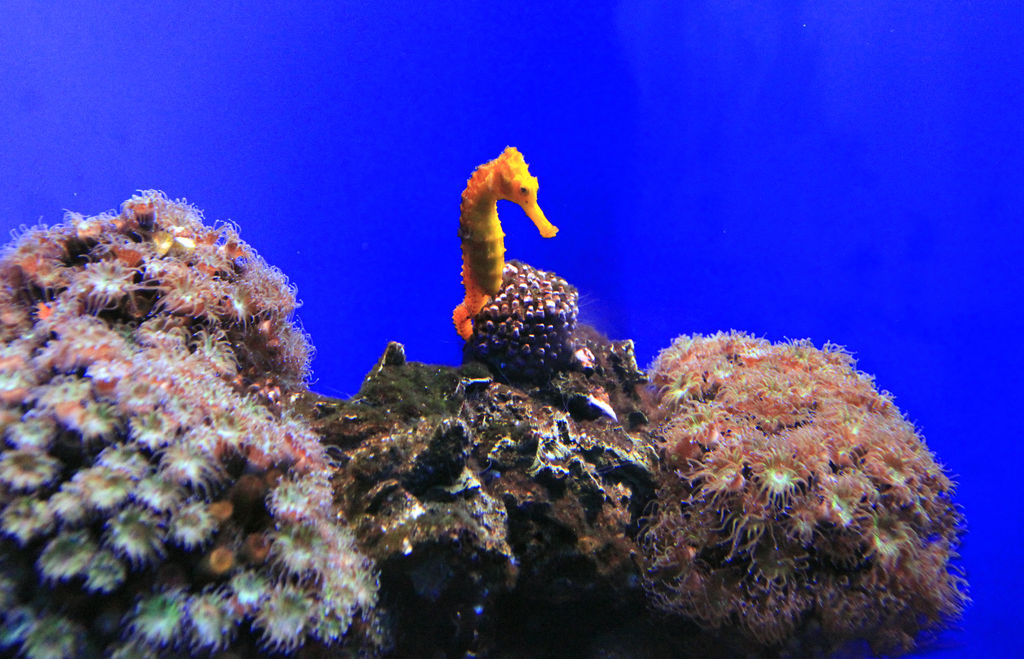 Mallorca - a sea horse in Palma Aquarium 01