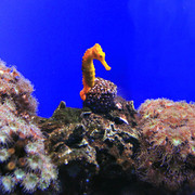 Mallorca - a sea horse in Palma Aquarium 01