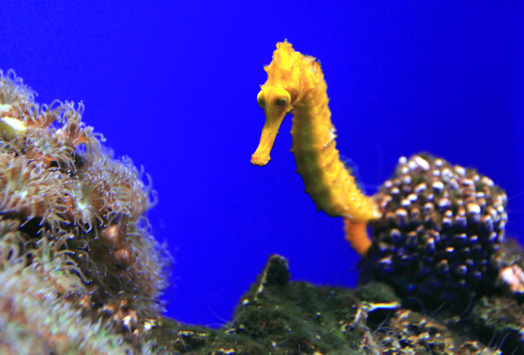 Mallorca - a sea horse in Palma Aquarium 02