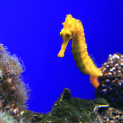 Mallorca - a sea horse in Palma Aquarium 02