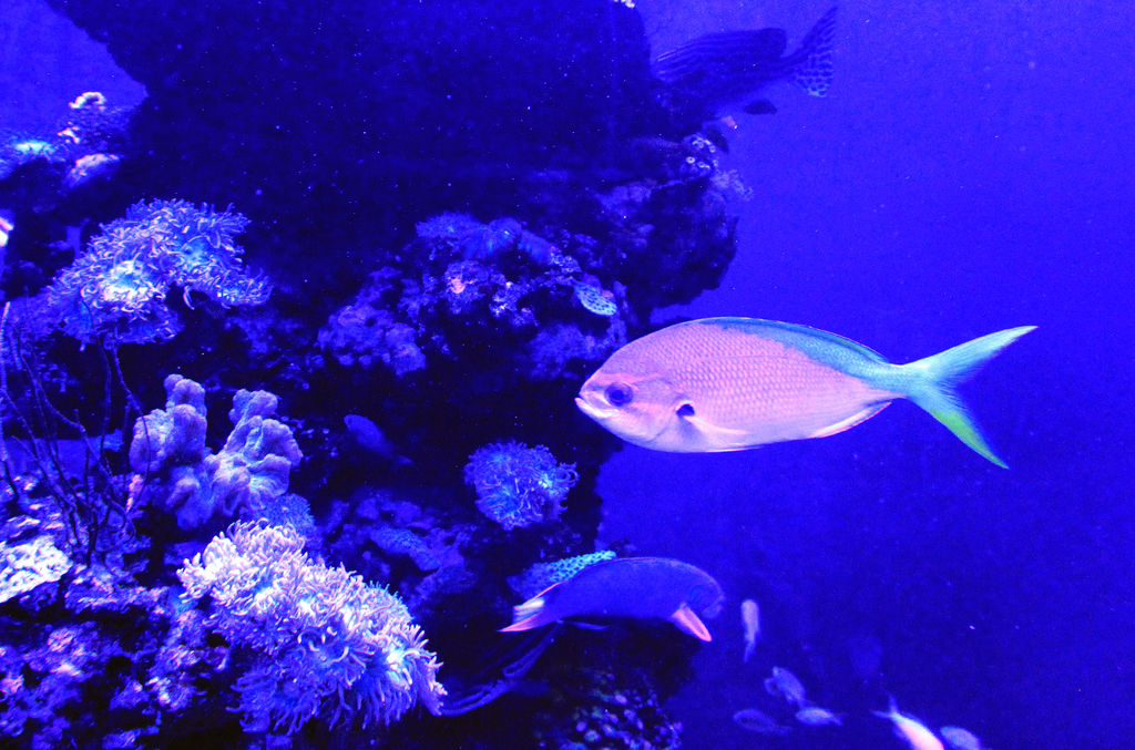 Mallorca - Palma Aquarium 09
