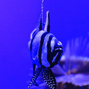 Mallorca - Palma Aquarium 15