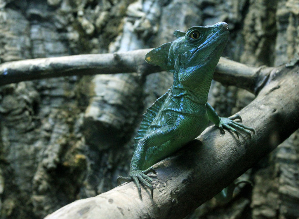 Mallorca - the 'Jungle' in Palma Aquarium