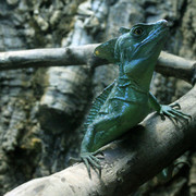 Mallorca - the 'Jungle' in Palma Aquarium