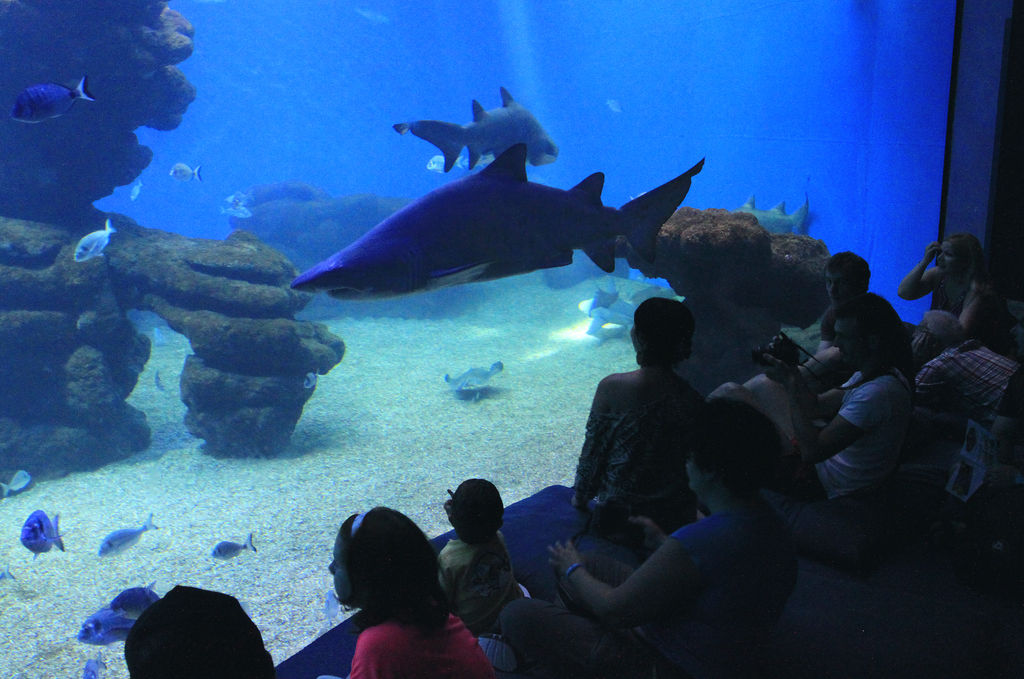 Mallorca - a shark tank in Palma Aquarium 01