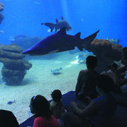 Mallorca - a shark tank in Palma Aquarium 01