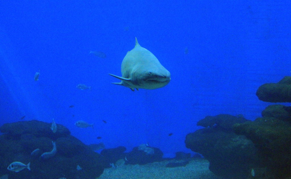 Mallorca - a shark tank in Palma Aquarium 02