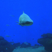 Mallorca - a shark tank in Palma Aquarium 02