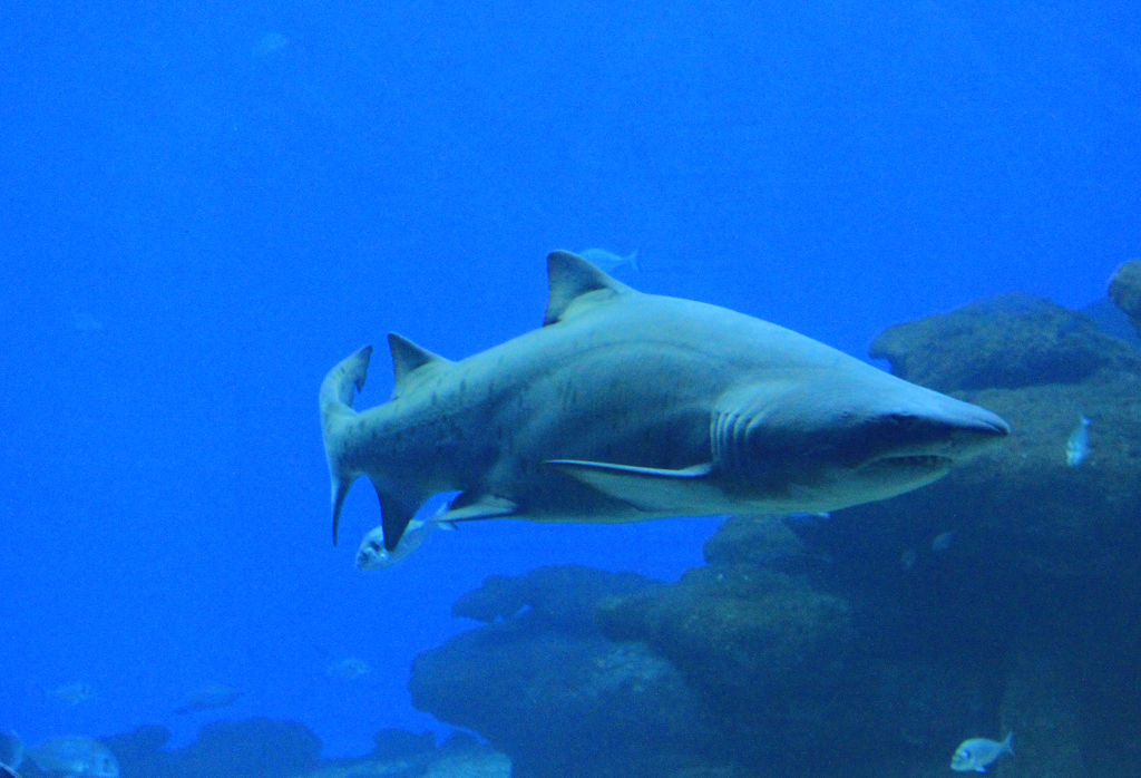 Mallorca - a shark tank in Palma Aquarium 03