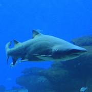 Mallorca - a shark tank in Palma Aquarium 03