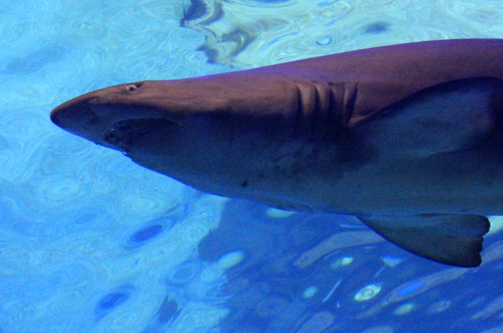 Mallorca - a shark tank in Palma Aquarium 04