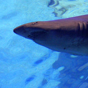 Mallorca - a shark tank in Palma Aquarium 04