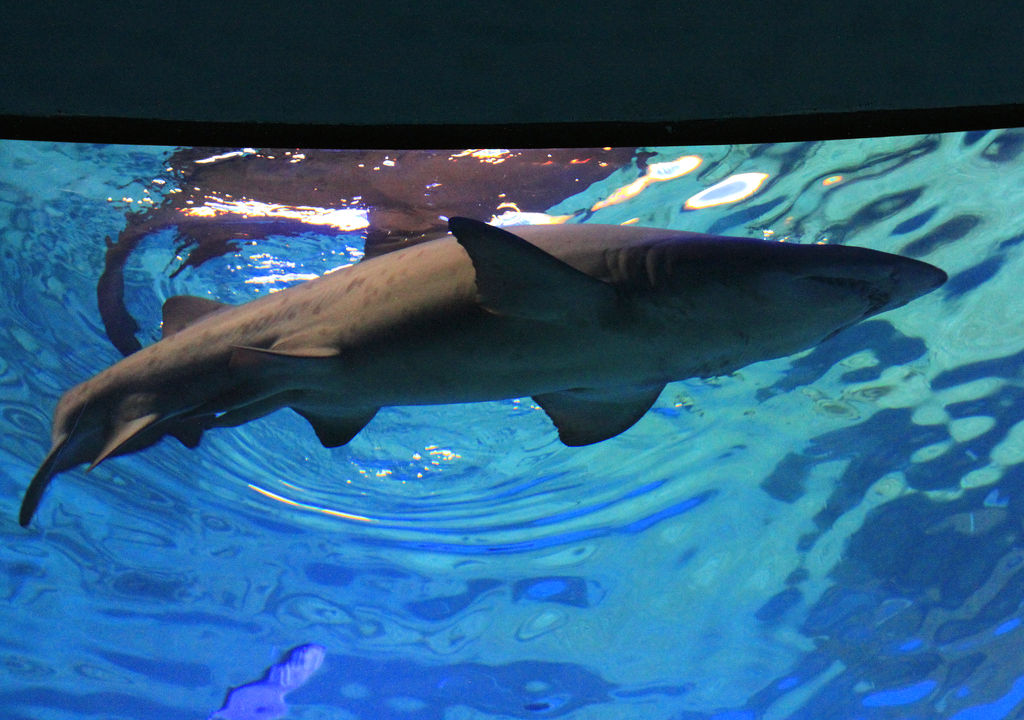 Mallorca - a shark tank in Palma Aquarium 05