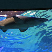 Mallorca - a shark tank in Palma Aquarium 05